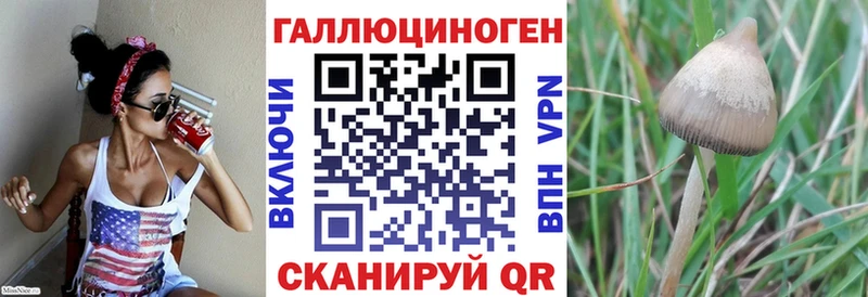 Купить закладки  Порхов  Галлюциногенные грибы Cubensis 